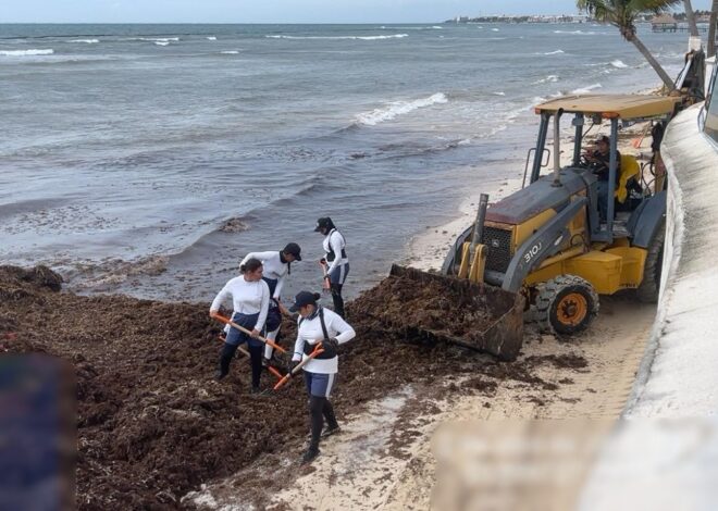 Más de 16 mil toneladas de sargazo se han recolectado en lo que va del año