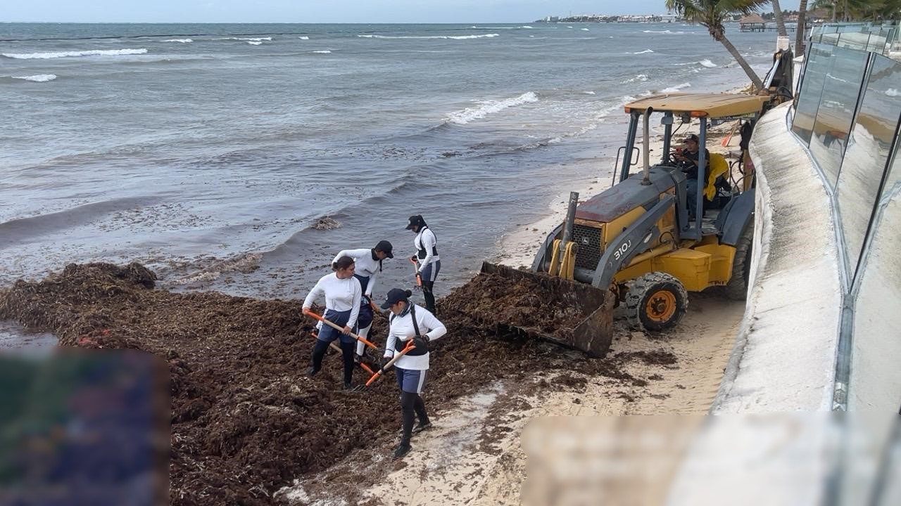 Más de 16 mil toneladas de sargazo se han recolectado en lo que va del año
