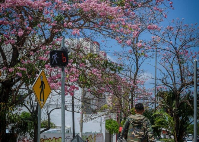 Maculís embellecen Cancún y refuerzan su imagen como ciudad verde