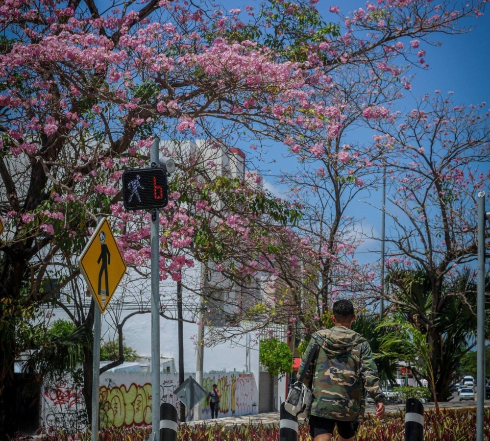 Maculís embellecen Cancún y refuerzan su imagen como ciudad verde