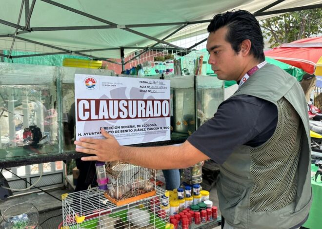 Refuerzan vigilancia en Cancún tras detectar venta ilegal de especies en vía pública