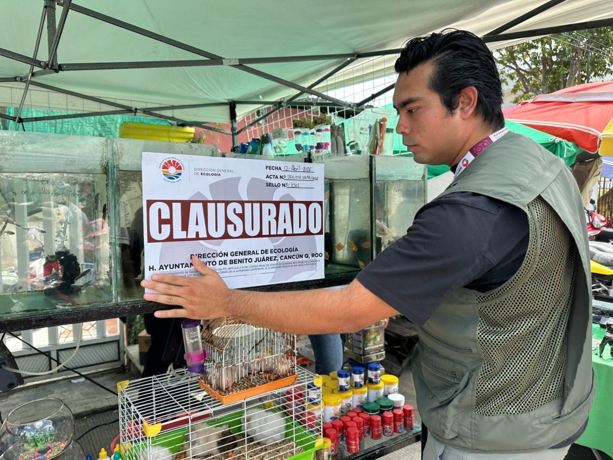 Refuerzan vigilancia en Cancún tras detectar venta ilegal de especies en vía pública