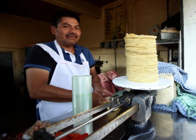 Nada justifica un aumento a la tortilla; el precio del maíz, en los niveles más bajos: Sheinbaum