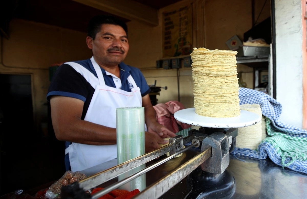 Nada justifica un aumento a la tortilla; el precio del maíz, en los niveles más bajos: Sheinbaum