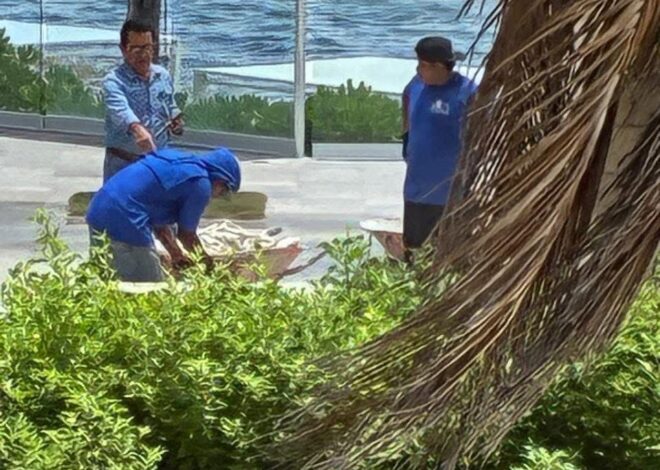 Clausuran demolición ilegal en Oasis Akumal tras denuncias vecinales