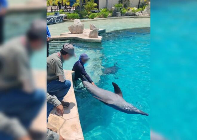 Profepa aclara situación de delfines tras video de denuncia en Cancún