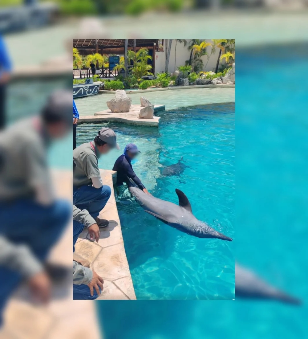 Profepa aclara situación de delfines tras video de denuncia en Cancún