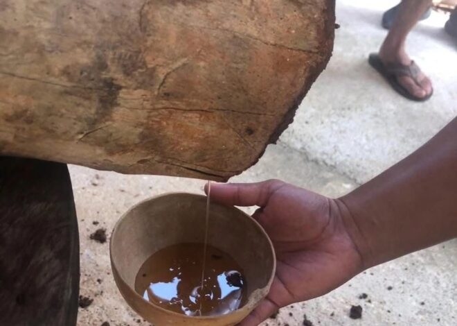 Quintana Roo protege oficialmente la miel melipona maya con Indicación Geográfica