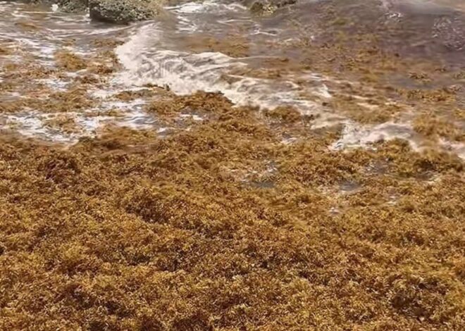 Sargazo invade playas de Miami y enciende alertas por seguridad y turismo