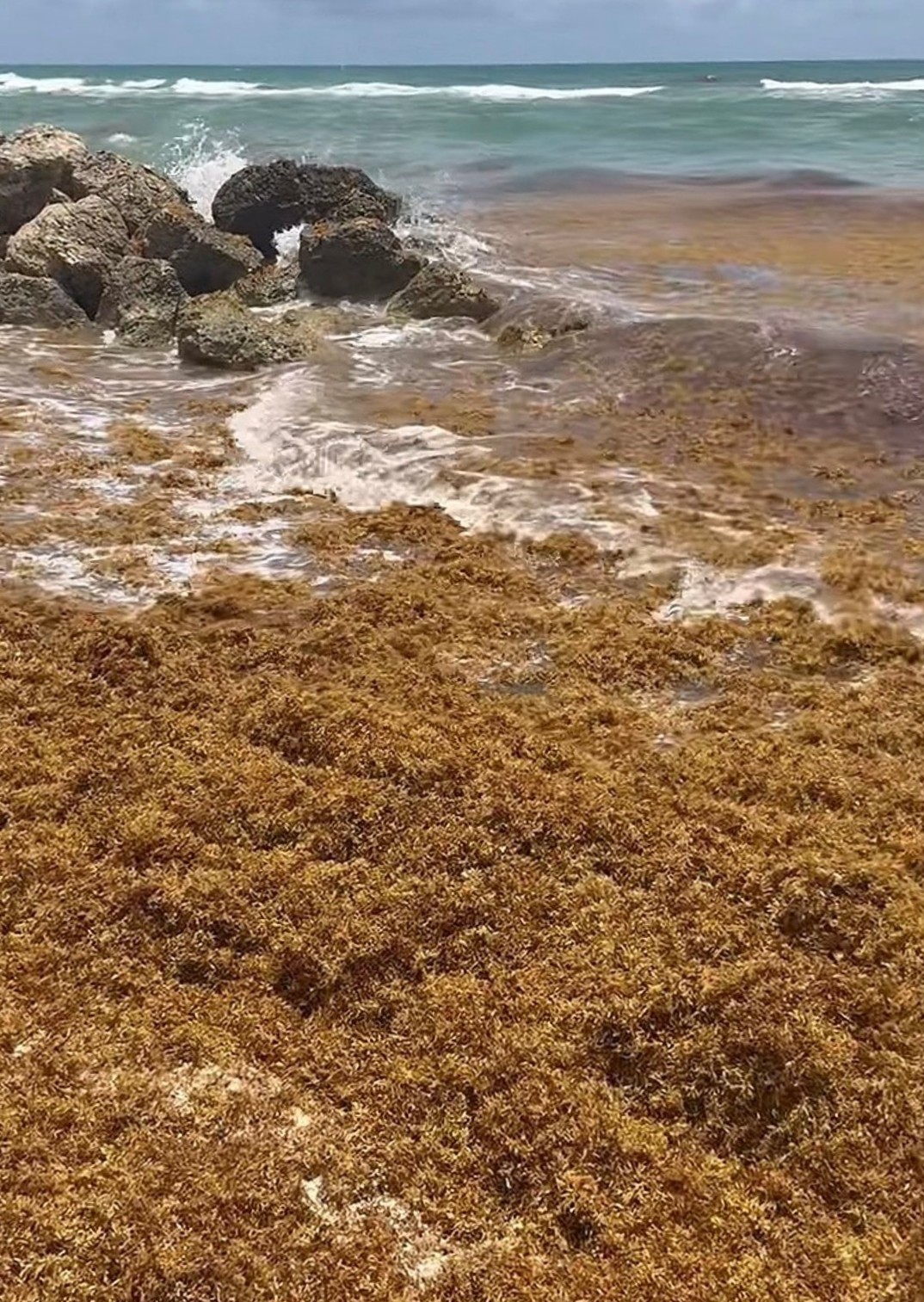 Sargazo invade playas de Miami y enciende alertas por seguridad y turismo