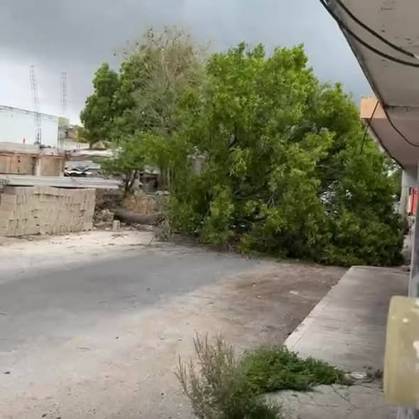 Fuerte turbonada golpea Yucatán: apagones, árboles caídos y calles inundadas