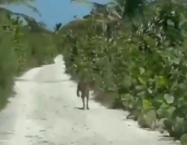 Captan a puma en la zona costera de Mahahual | VIDEO