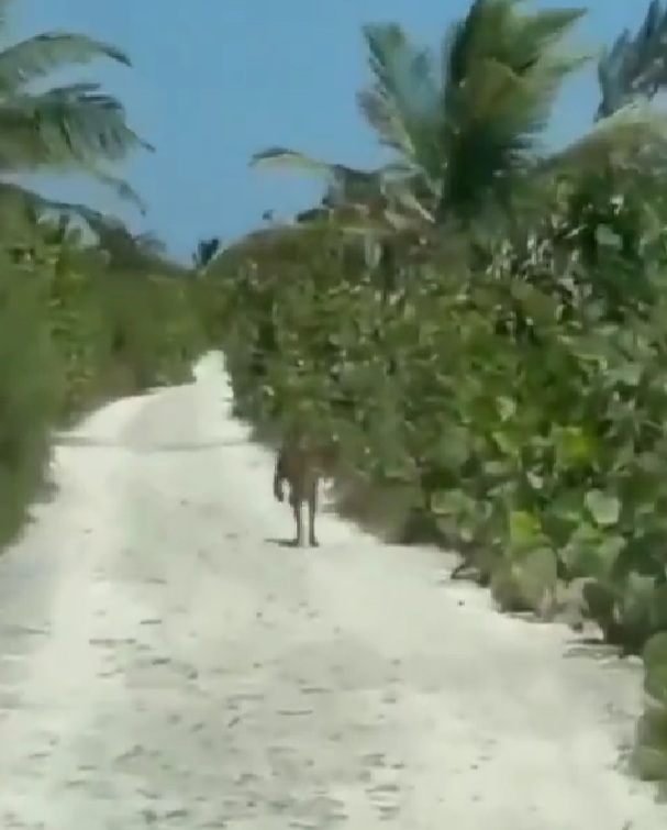 Captan a puma en la zona costera de Mahahual | VIDEO