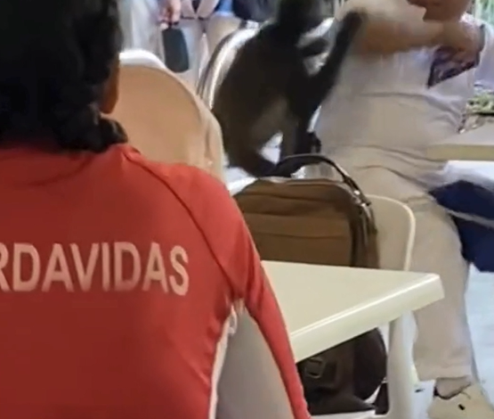 Mono araña intenta robar comida y ataca a empleado