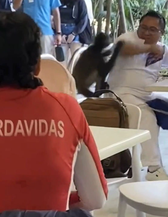 Mono araña intenta robar comida y ataca a empleado