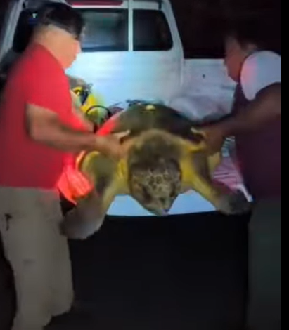 Rescatan y devuelven al mar a tortuga marina en Cozumel