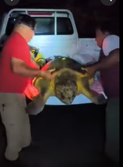 Rescatan y devuelven al mar a tortuga marina en Cozumel