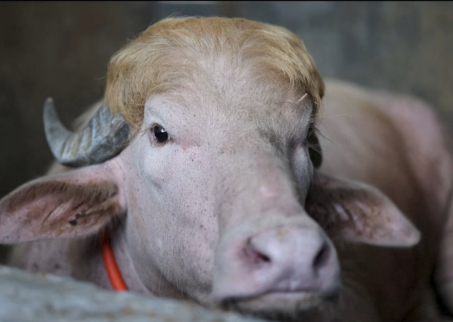 Indultan a búfalo albino en Bangladesh: lo apodan Donald Trump