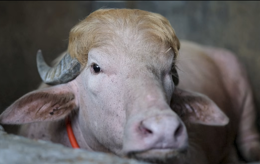 Indultan a búfalo albino en Bangladesh: lo apodan Donald Trump