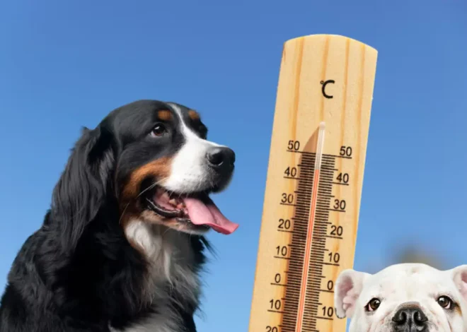 Cómo ayudar a tus mascotas a sobrevivir al calor en Quintana Roo