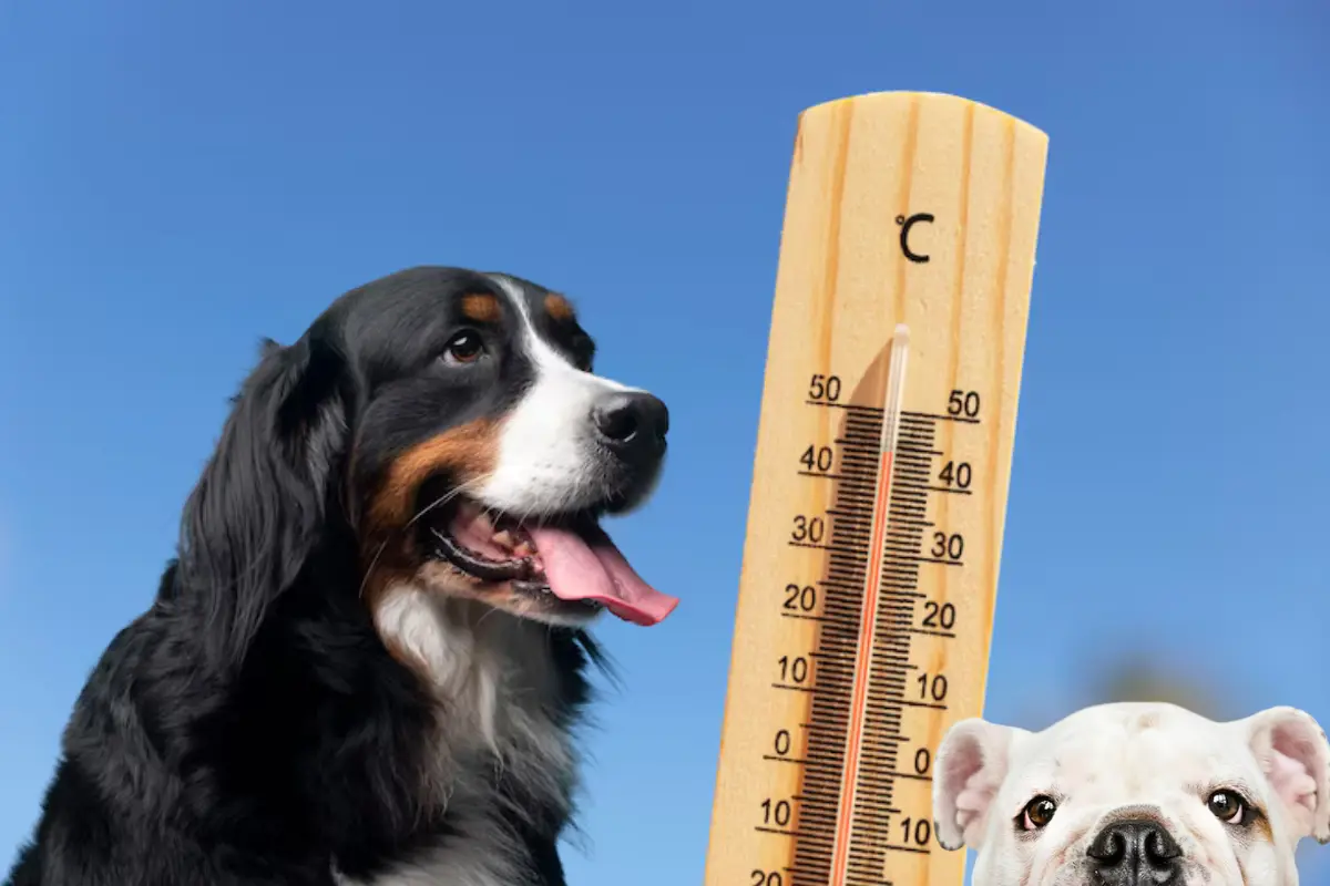 Cómo ayudar a tus mascotas a sobrevivir al calor en Quintana Roo