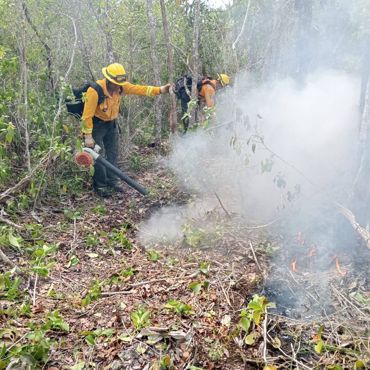 Avanza 80% el control del incendio forestal “Jas” en Xcalak