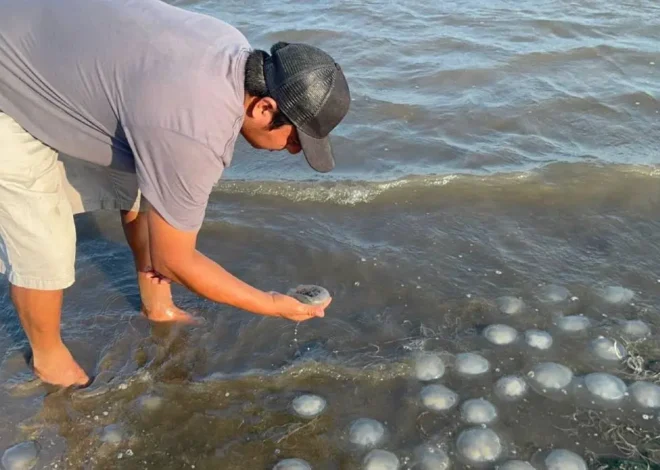 Invaden medusas las costas de Oaxaca, ¿son peligrosas?