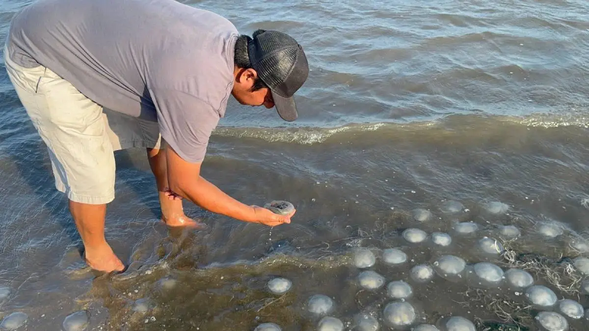 Invaden medusas las costas de Oaxaca, ¿son peligrosas?