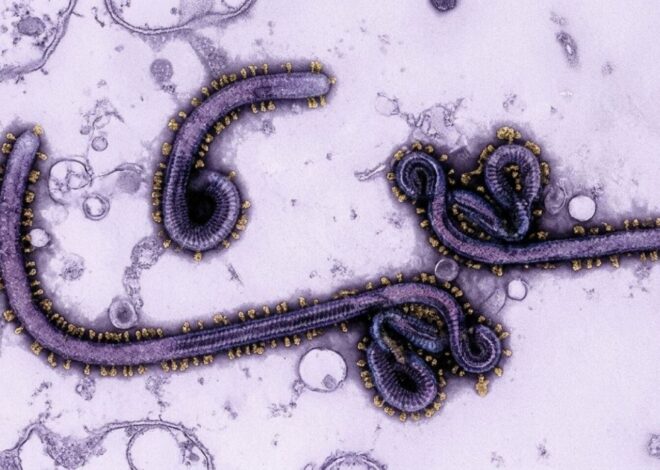 Ébola: así se contagia el virus que preocupa a la OMS