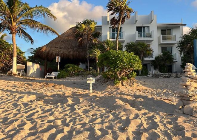 Primer nido de tortuga caguama en Akumal marca inicio de temporada