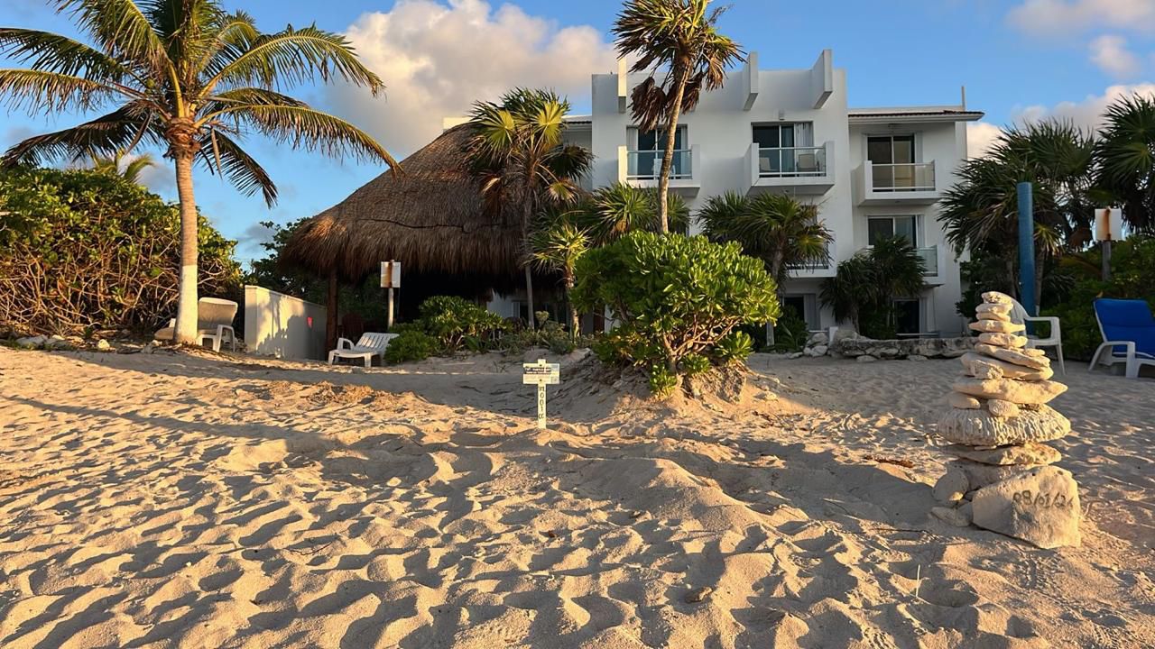 Primer nido de tortuga caguama en Akumal marca inicio de temporada