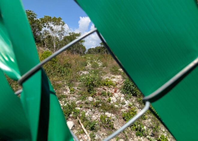 Ambientalistas promueven amparo contra nuevos desmontes ligados al “Libramiento Tulum”