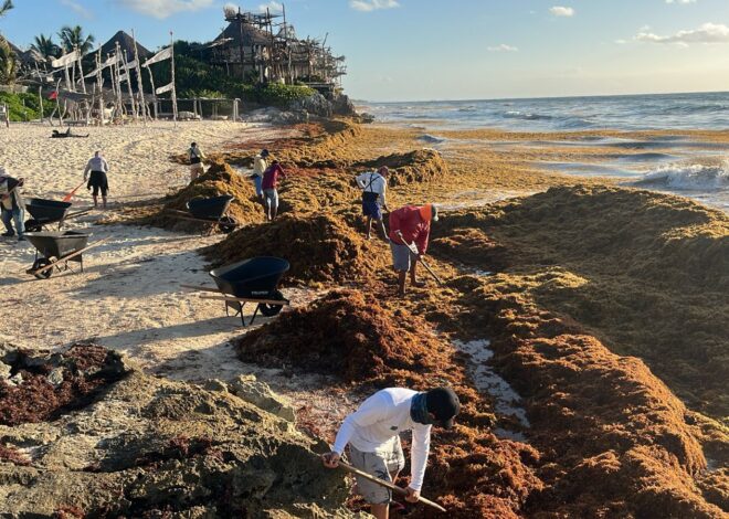 Combaten al sargazo en Tulum con apoyo de Marina y ZOFEMAT