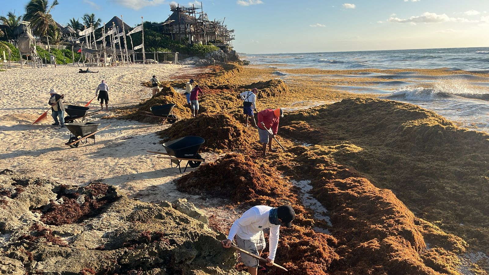 Combaten al sargazo en Tulum con apoyo de Marina y ZOFEMAT