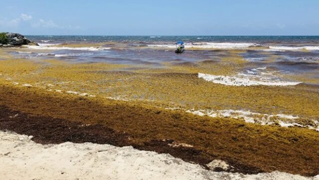 Caen ventas por recale de sargazo en Playa del Carmen