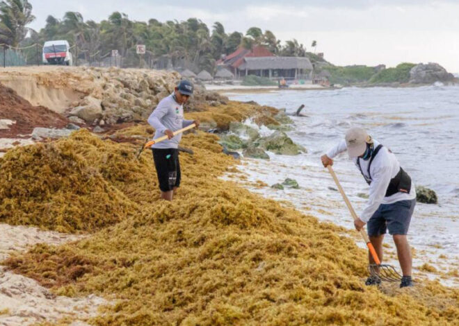 Sargazo se desborda: 55 playas de Quintana Roo están en rojo