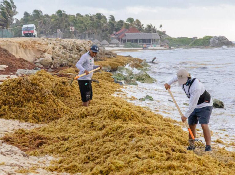 Sargazo se desborda: 55 playas de Quintana Roo están en rojo