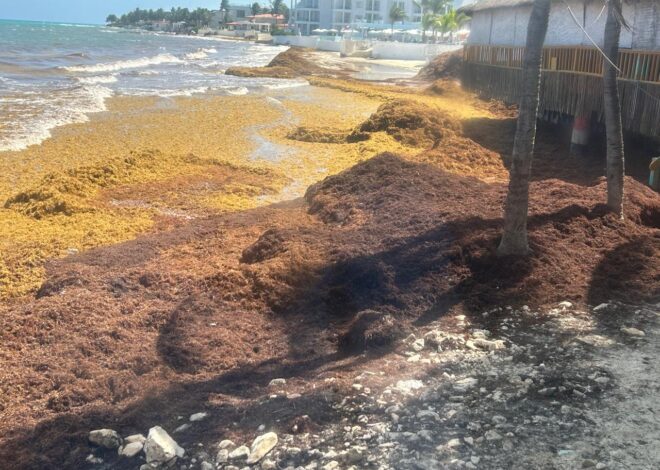 Sargazo devora más de 150 mdd al año en Quintana Roo