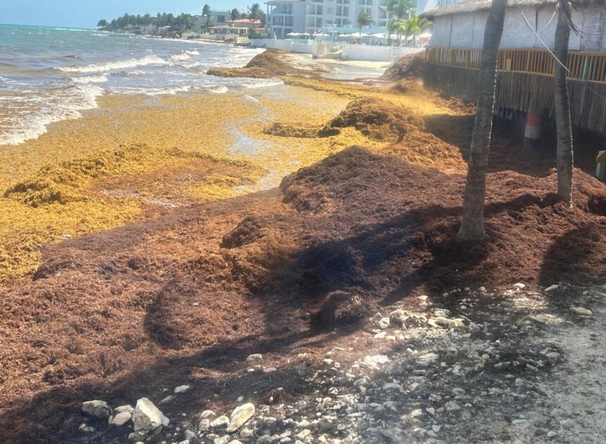 Ciclones podrían dar respiro a playas de Quintana Roo ante recale récord de sargazo