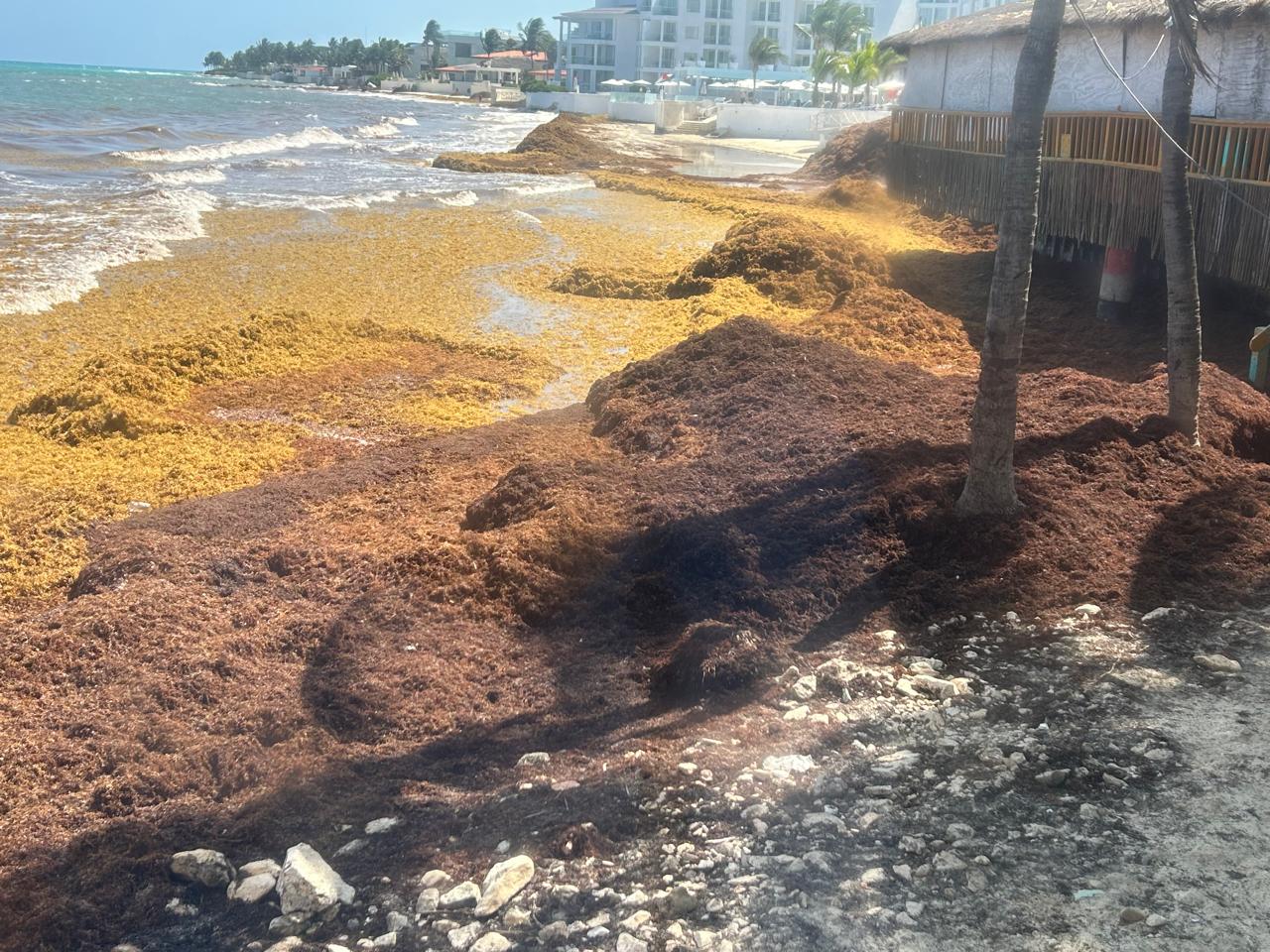 Sargazo devora más de 150 mdd al año en Quintana Roo