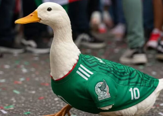El pato Merlín conquista Canadá y amplía su fama mundialista