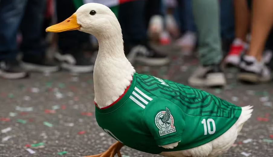 El pato Merlín conquista Canadá y amplía su fama mundialista