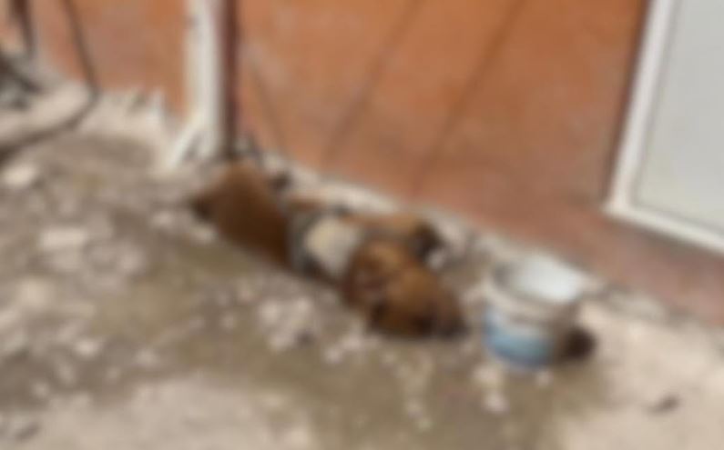 Detienen a un hombre en Tulum por la muerte de un perro
