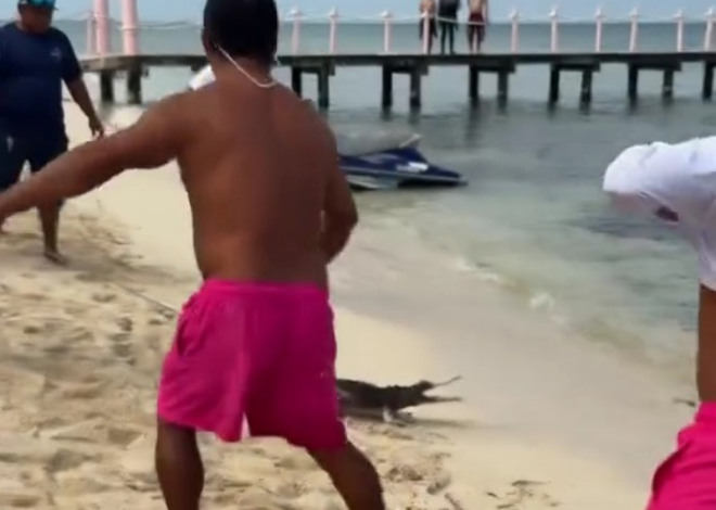 Sorprende cocodrilo a turistas en playa de Cozumel; empleados lo retiran