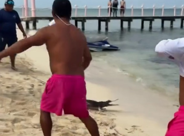 Sorprende cocodrilo a turistas en playa de Cozumel; empleados lo retiran