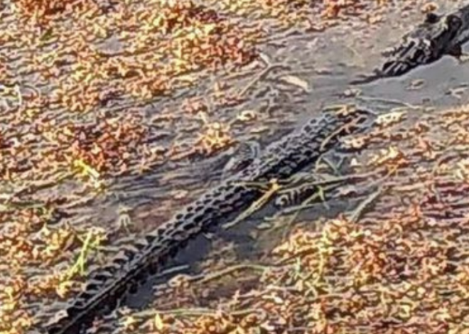 Capacitan a personal que limpia el sargazo en Mahahual, por la aparición de cocodrilos