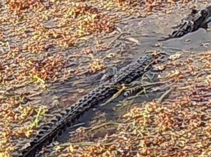Capacitan a personal que limpia el sargazo en Mahahual, por la aparición de cocodrilos