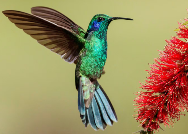 Hogar: Cómo cuidar colibríes en casa y ayudar a la conservación de esta especie