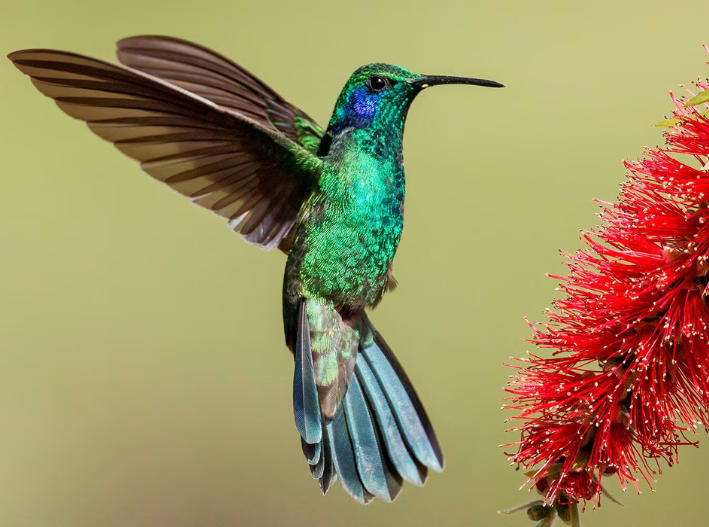 Hogar: Cómo cuidar colibríes en casa y ayudar a la conservación de esta especie