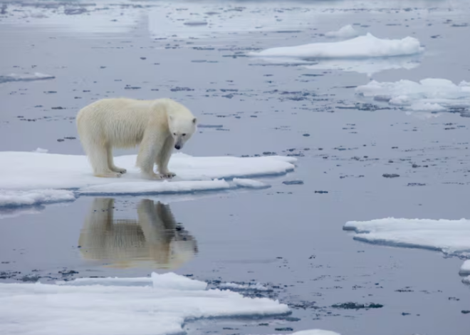 ONU alerta por crisis climática en el Día Mundial del Medio Ambiente